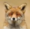 user_photo