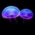 Justin_