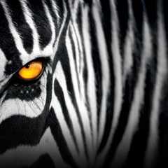 Зебра_Полосатая