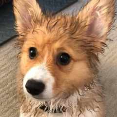 La_Corgi