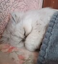 оляй