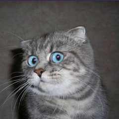 Алекс.Орлов