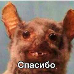 lexa65