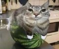 GREENTOPICK