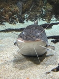 shurshala