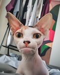 di-j
