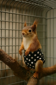 Беличьи подгузники (возврат 200 бонусов за отзыв, с картой OZON)